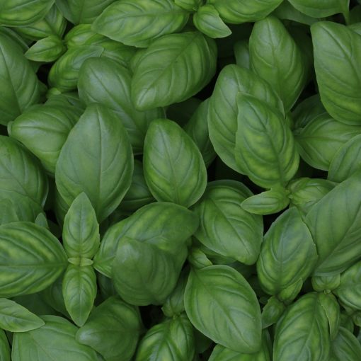 albahaca