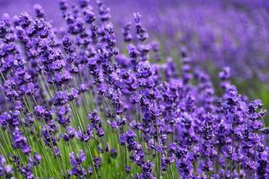lavanda
